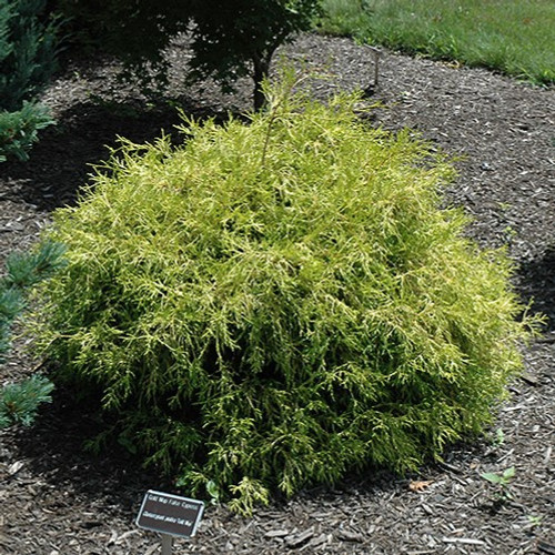 Golden Mop Falsecypress