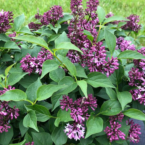 Baby Kim Dwarf Lilac std tree