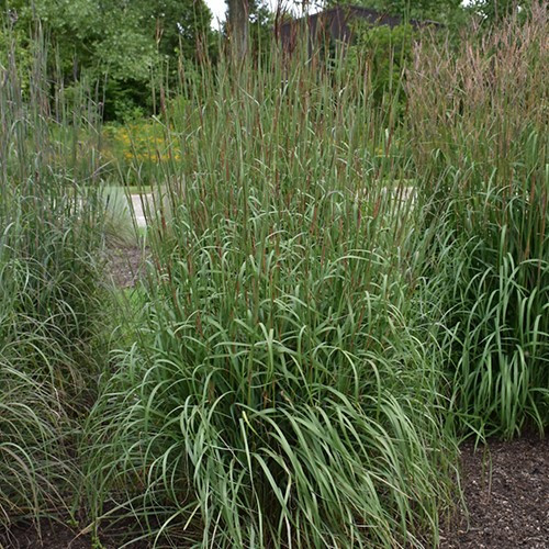 Dancing Wind Bluestem