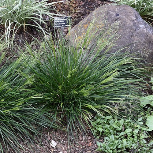 Gold Dew Tufted Hair Grass
Deschampsia cespitosa