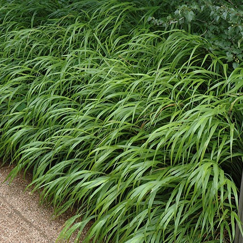 Japanese Forest Grass