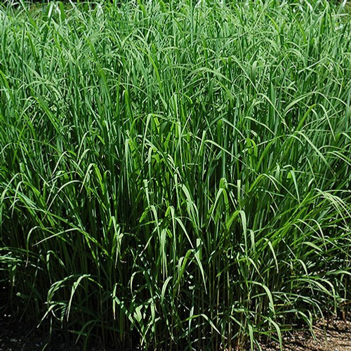 Silver Feather Maiden Grass Japanese Silver Grass