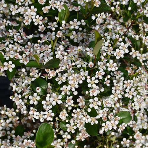 LOW SCAPE Snowfire Aronia