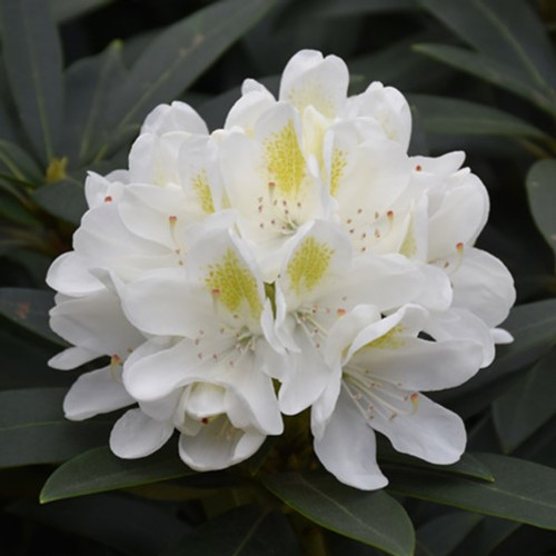 Chionoides Rhododendron