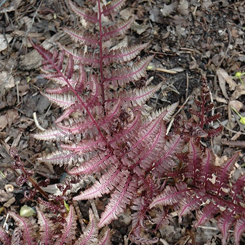 Burgundy Lace Painted Fern