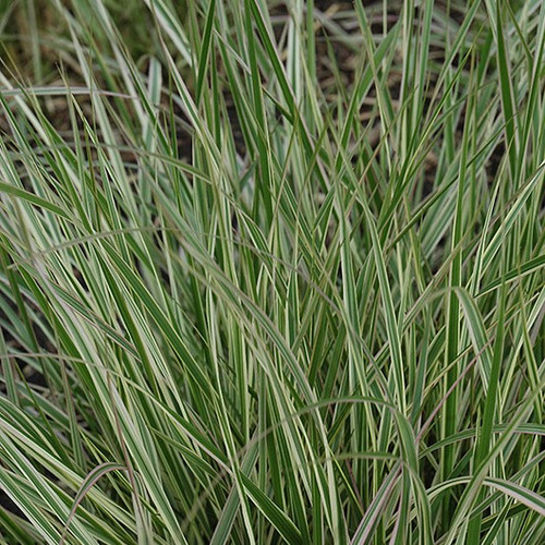 Overdam Variegated Feather Reed Ornamental Grass