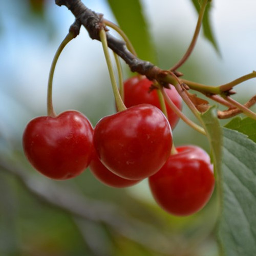 Montmorency Sour Cherry