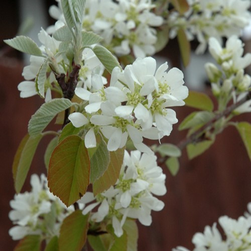 Standing Ovation Saskatoon Berry