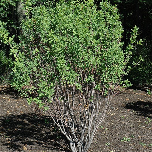 Rainbow Pillar Serviceberry