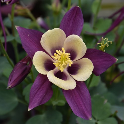 Purple and Yellow Columbine