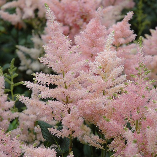 Peach Blossom Astilbe