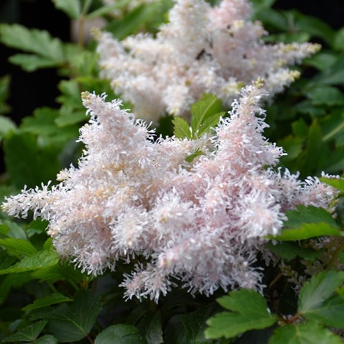 Sugarberry Astilbe