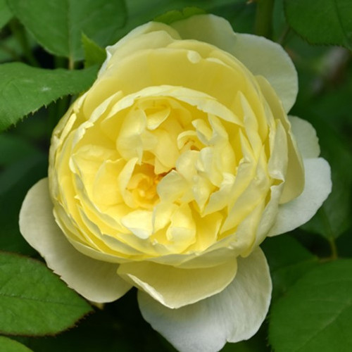 Vanessa Bell David Austin Rose