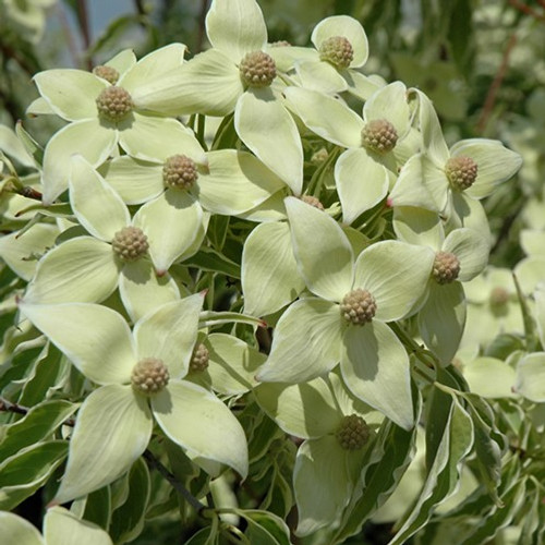 Samaritan Flowering Dogwood