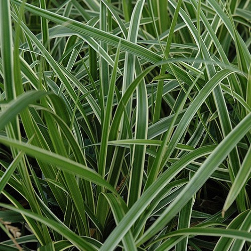 ice Dance Variegated Sedge