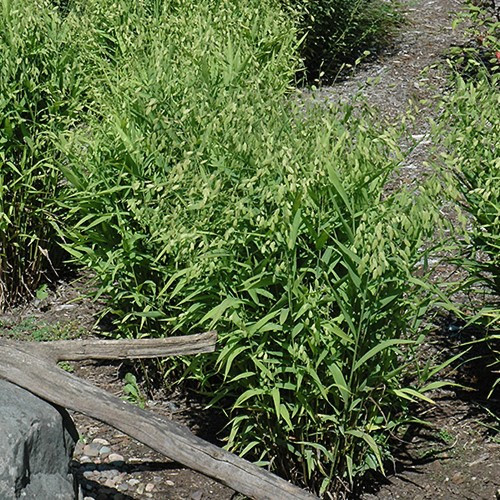 Northern Sea Oats Ornamental Grass