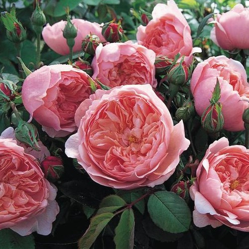 The Alnwick David Austin Rose