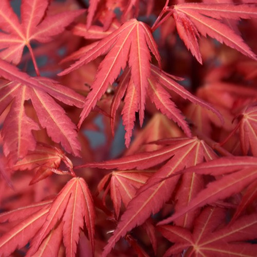 First Flame Japanese Maple