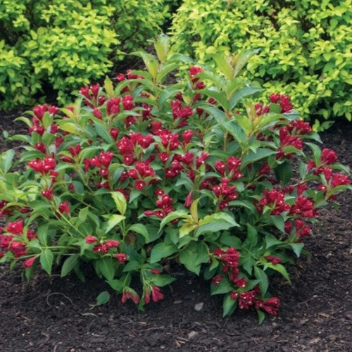 Maroon Swoon Weigela