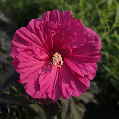 Watermelon Ruffles Hibiscus