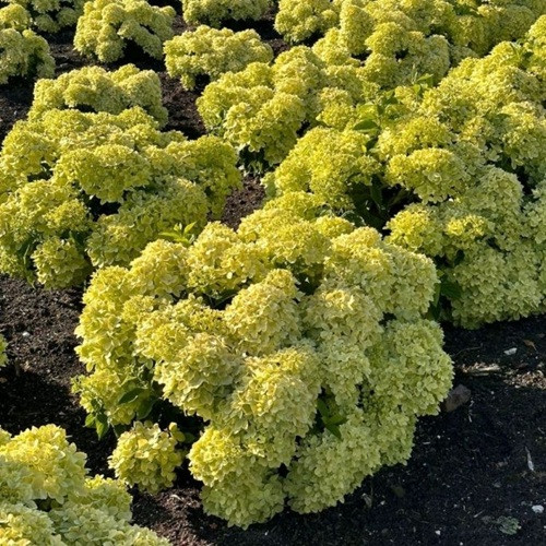Bubble Bath Hydrangea