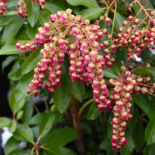 Valley Valentine Japanese Pieris