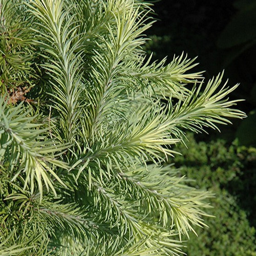Wolterdingen Japanese Larch