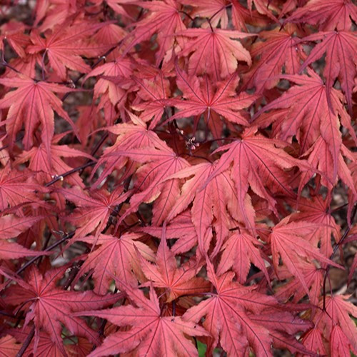 Purple Ghost Japanese Maple