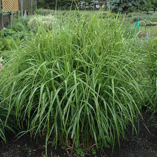 Porcupine Grass