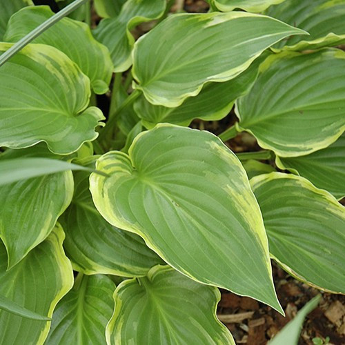 Sugar And Spice Hosta