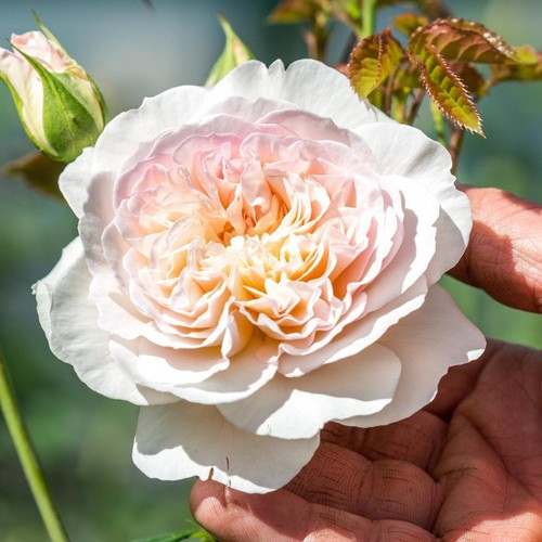 Emily Bronte David Austin Rose