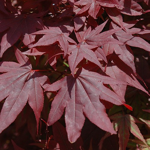 Oshio Beni Japanese Maple