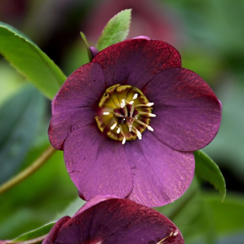 Ice N Roses Nightingale Helleborus