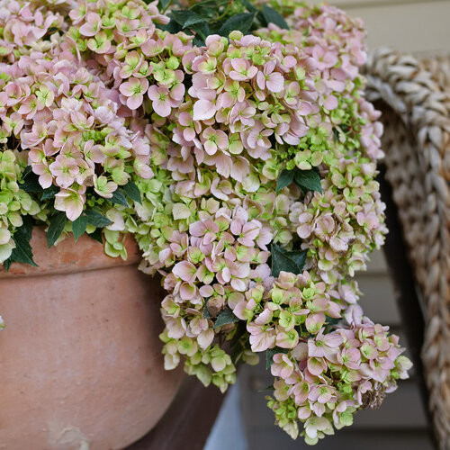 フラワー・ガーデニング Hirobe Fairytrail Fresco Cascade Hydrangea