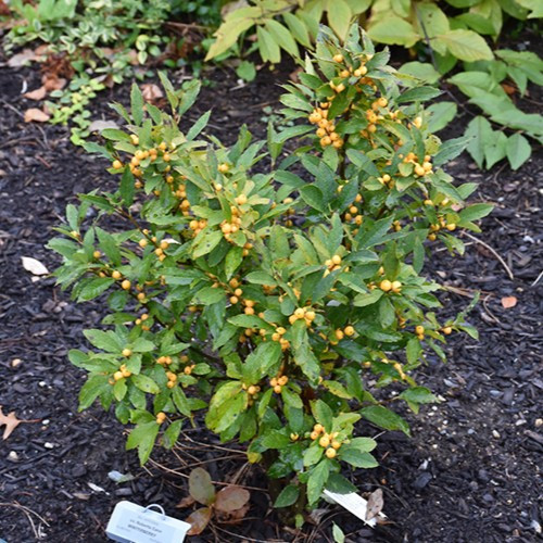 Berry Heavy Gold Winterberry Holly