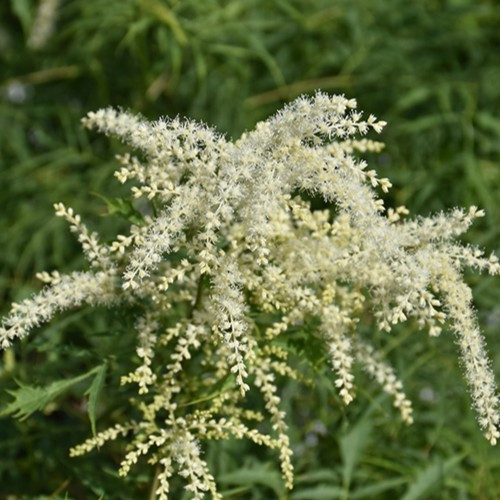 Goatee Goat's Beard