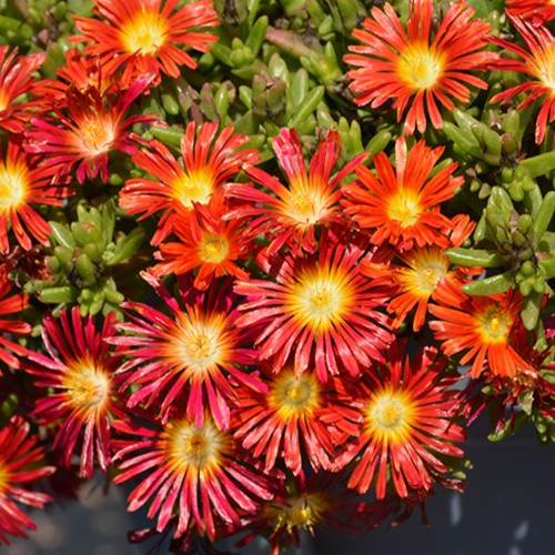 Wheels of Wonder Fire Wonder Ice Plant