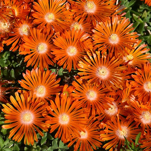 Ocean Sunset Orange Vibe Ice Plant