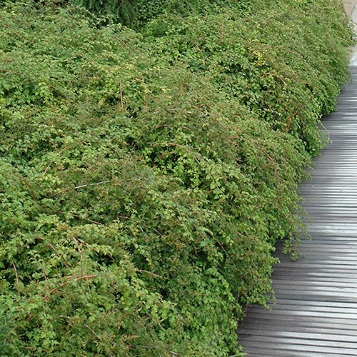 Cutleaf Stephanandra