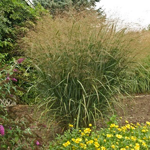 Ornamental Grass - Thundercloud Switch Grass