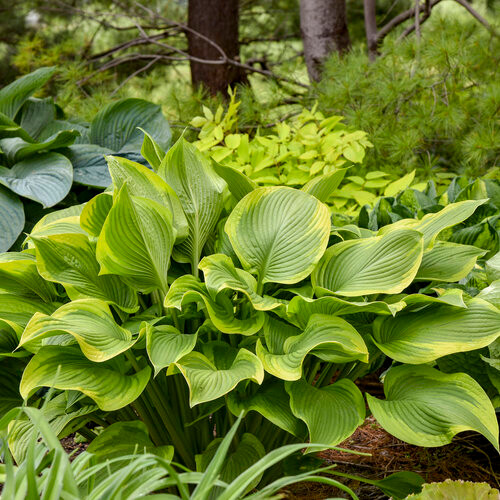 Lone Star Hosta