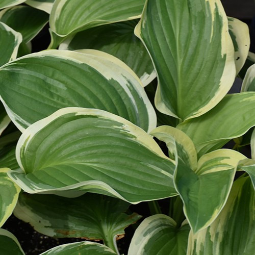 Royal Wedding Hosta