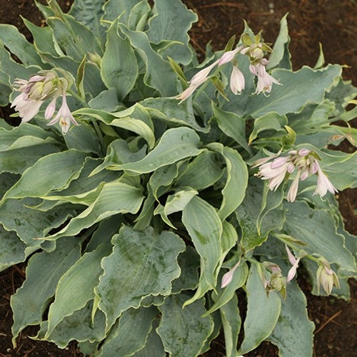 Tears In Heaven Hosta