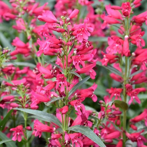 Riding Hood Red Beard Tongue