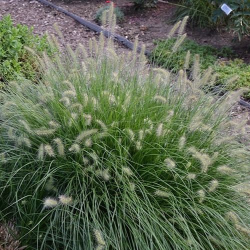 Little Bunny Dwarf Fountain Grass