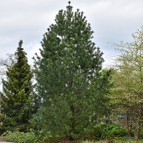 Vanderwolf's Pyramid Pine