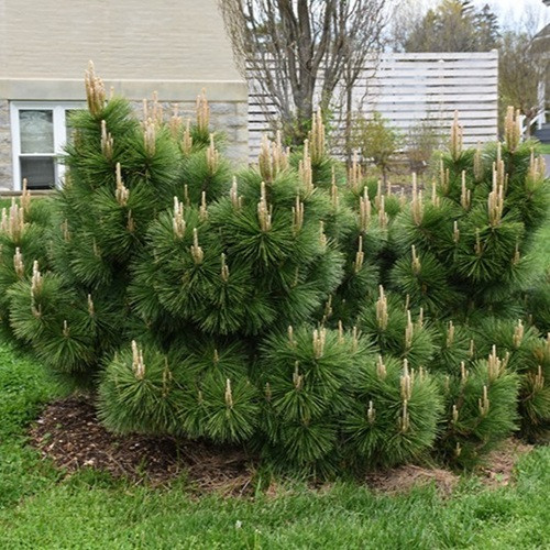 Thunderhead Japanese Black Pine