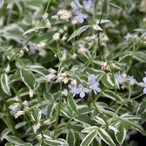 Touch of Class Jacob's Ladder