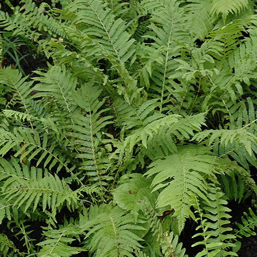 Christmas Fern
Polystichum acrostichoides