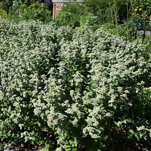 Hoary Mountain Mint 
Pycnanthemum incanum